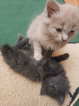 Котята
