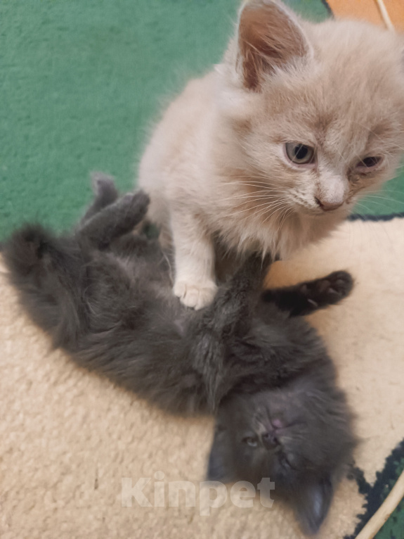 Кошки в Майкопе: Котята Мальчик, Бесплатно - фото 1