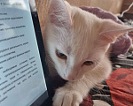 Кошки в Волгограде: Кот ищет себе дом Мальчик, Бесплатно - фото 3