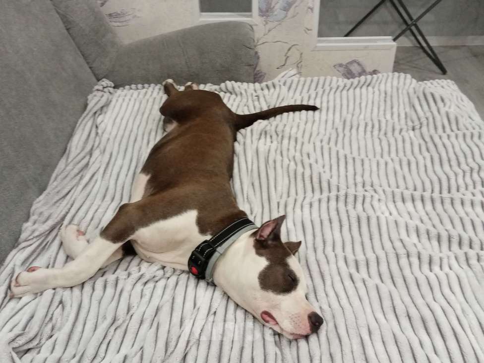 Собаки в Вологде: Мэсси Девочка, Бесплатно - фото 3