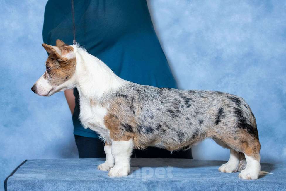 Собаки в Москве: Вельш корги кардиган щенок Мальчик, 80 000 руб. - фото 2