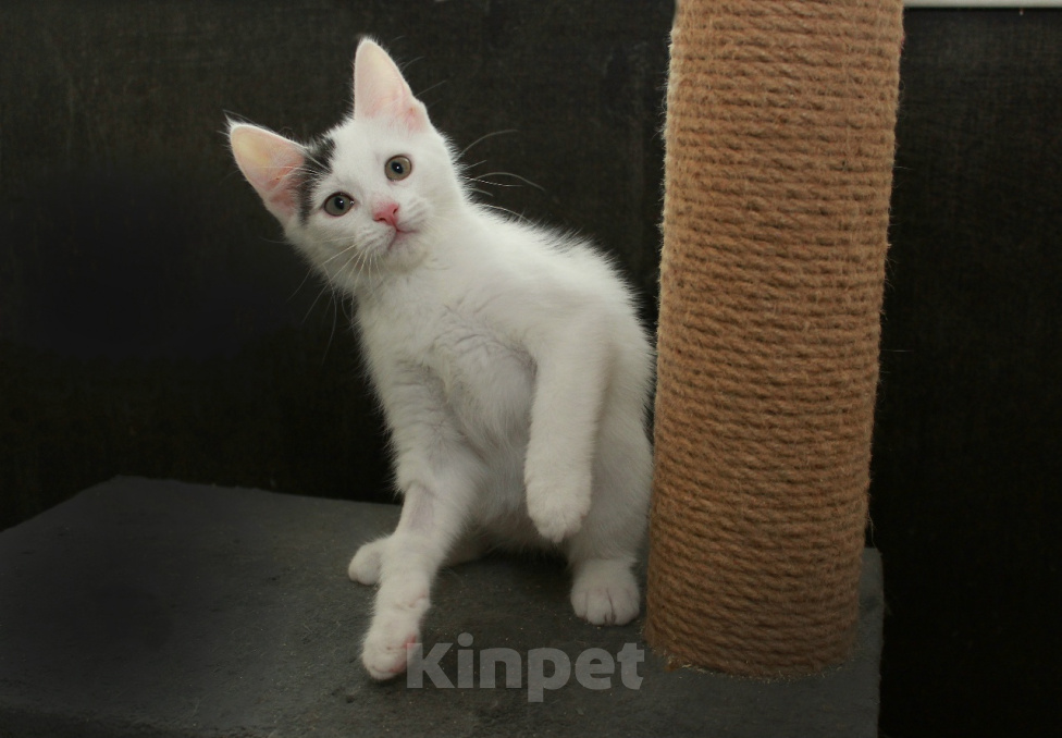 Кошки в Калуге: Бьянка, кошечка с чёлочкой. Котенок в добрые руки. Девочка, Бесплатно - фото 5