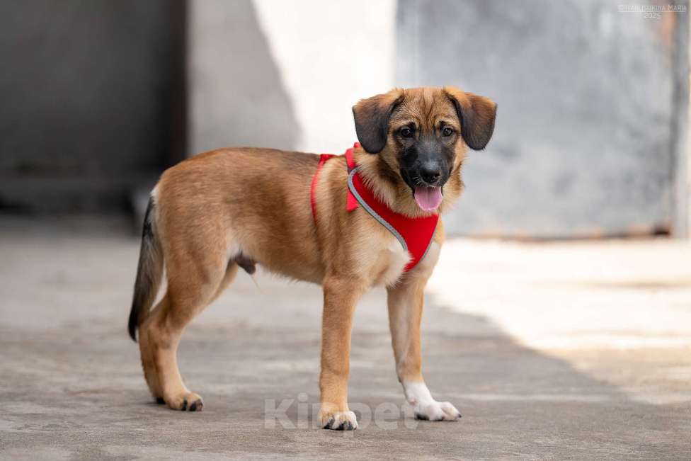 Собаки в Москве: Брауни - ваш сладкий пиражочек Мальчик, Бесплатно - фото 2