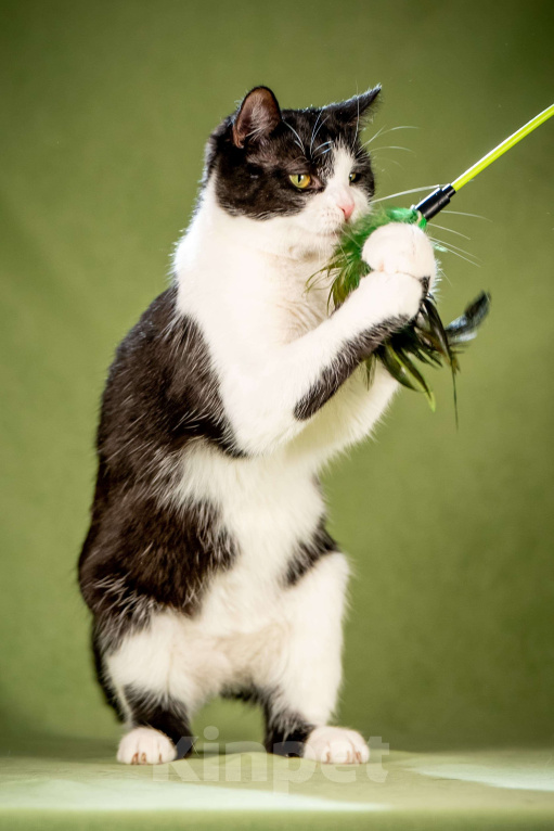 Кошки в Клине: Мамуля — кошка, достойная самой нежной любви Девочка, Бесплатно - фото 4