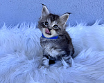 Кошки в Кудрово: Котенок мейн-кун, мальчик , шейдед линия Мальчик, Бесплатно - фото 5