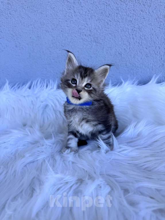 Кошки в Кудрово: Котенок мейн-кун, мальчик , шейдед линия Мальчик, Бесплатно - фото 5