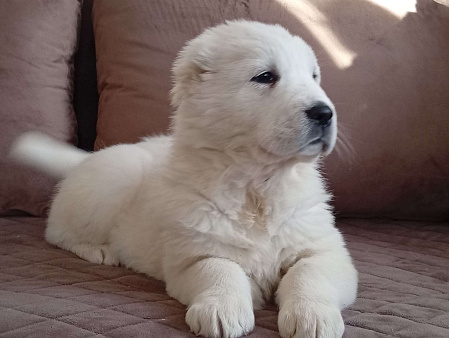 среднеазиатская овчарка