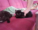 Кошки в Дмитровске: Котенок черный с белым 4 мес, 50 руб. - фото 6