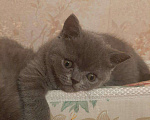 Кошки в Александровске-Сахалинском: Британские котята!, 5 000 руб. - фото 2