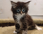 Кошки в Москве: Котенок мейн-кун Мальчик, 25 000 руб. - фото 1