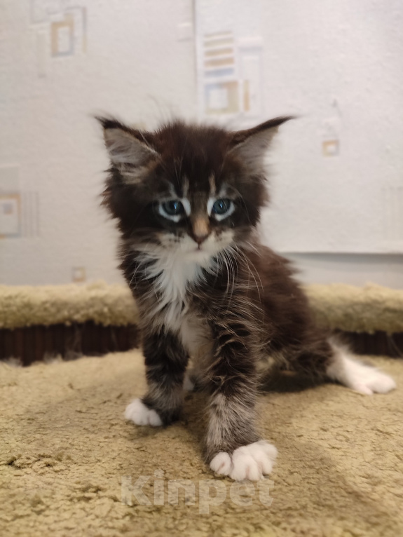 Кошки в Москве: Котенок мейн-кун Мальчик, 25 000 руб. - фото 1