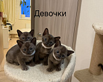 Кошки в Верхнем Пышме: Котята Европейской Бурмы Разнополые, 32 000 руб. - фото 2