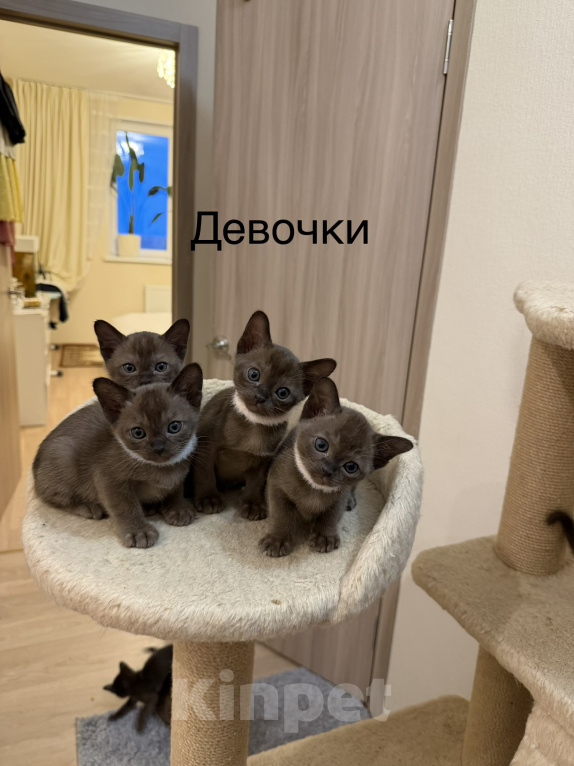 Кошки в Верхнем Пышме: Котята Европейской Бурмы Разнополые, 32 000 руб. - фото 2