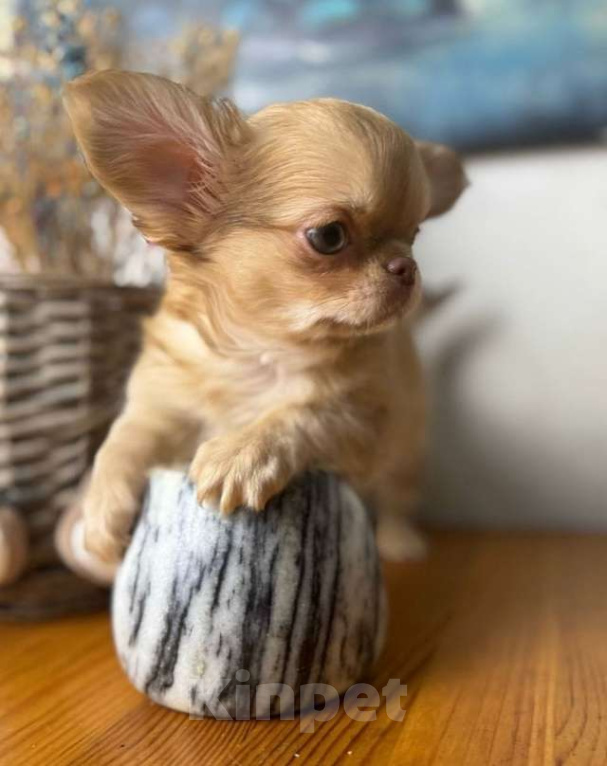 Собаки в Анапе: Чихуахуа Шоколадный соболь Мальчик, 50 000 руб. - фото 2