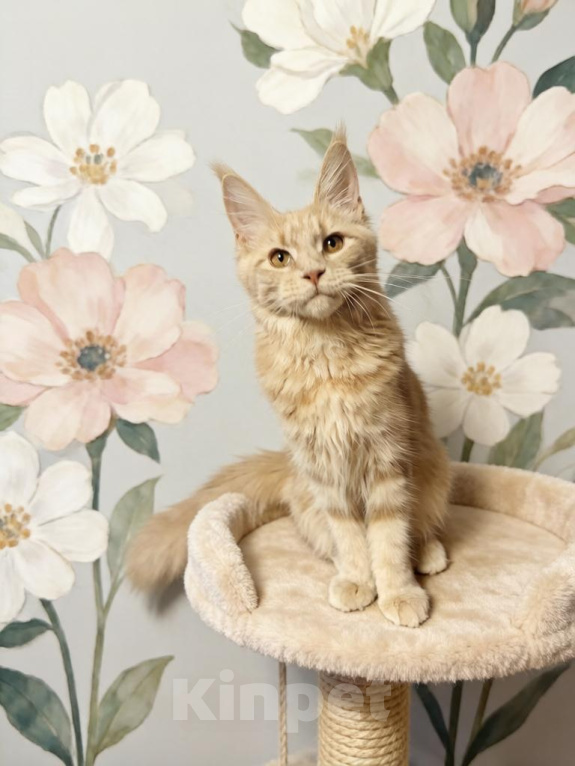 Кошки в Москве: Котенок мейн кун Девочка, Бесплатно - фото 1