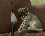 Кошки в Москве: Красавица Адель - котенок, 2,5 месяца Девочка, Бесплатно - фото 2