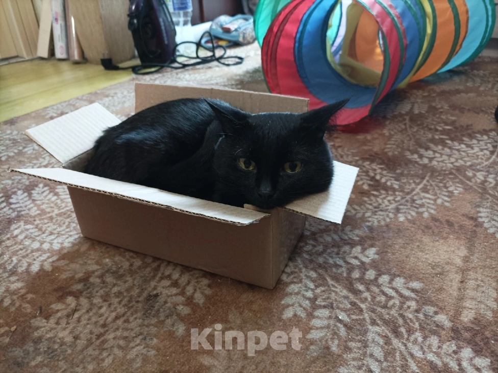 Кошки в Подольске: Отдаем кота в добрые руки  Мальчик, Бесплатно - фото 2