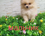 Собаки в Москве: щенки Померанского шпица Мальчик, 20 000 руб. - фото 1