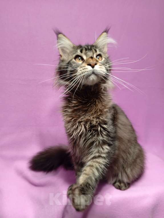 Кошки в Краснодаре: Котёнок мейн-кун Мальчик, 25 000 руб. - фото 1