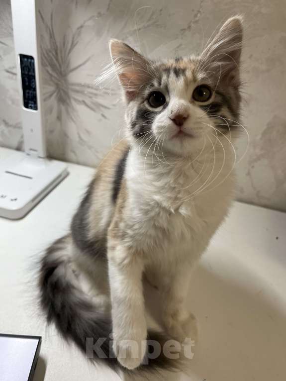 Кошки в Ростове-на-Дону: Манчкин котенок  Девочка, 7 000 руб. - фото 5