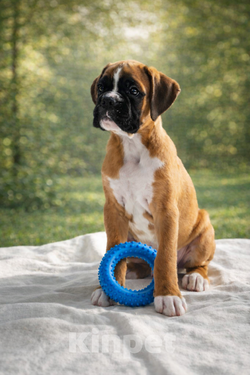 Собаки в Санкт-Петербурге: Продается щенок боксера Мальчик, 70 000 руб. - фото 4