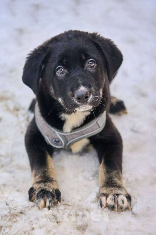 Собаки в Москве: щенок Веня в добрые руки Мальчик, Бесплатно - фото 1
