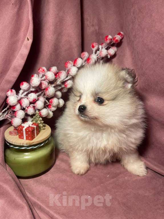 Собаки в Москве: Померанский шпиц мальчик  Мальчик, 22 000 руб. - фото 5