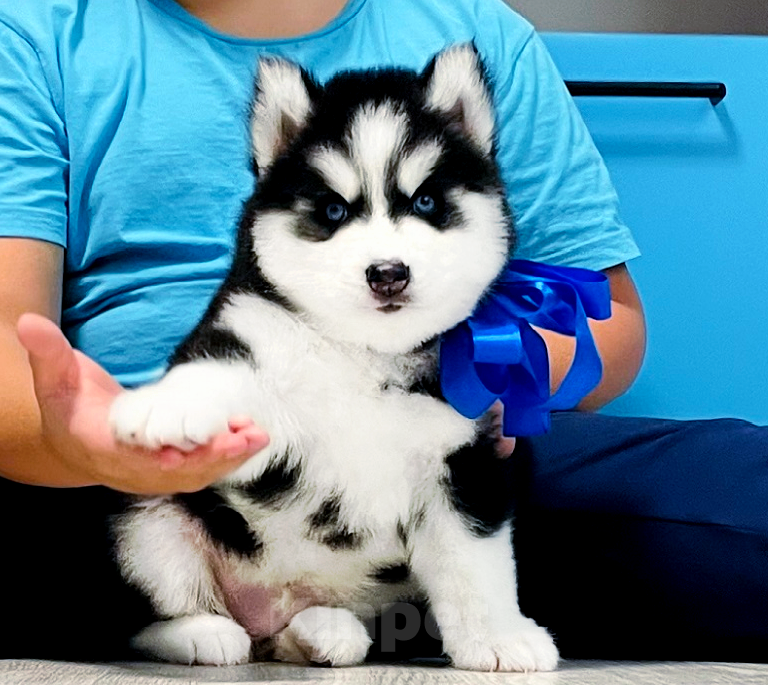 Собаки в Махачкале: Хаски Щенки Разных окрасов Разнополые, Бесплатно - фото 1