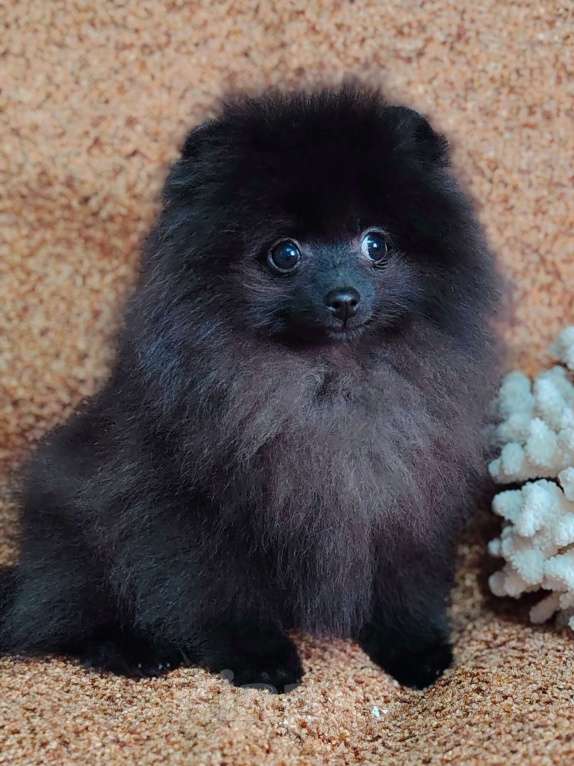 Собаки в других городах Московской области: Щенок померанский шпиц Мальчик, 70 000 руб. - фото 8