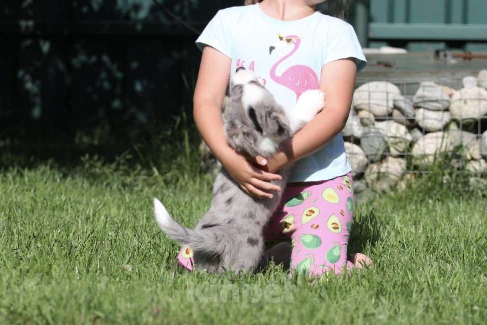 Собаки в Москве: Вельш корги кардиган Девочка, 80 000 руб. - фото 5