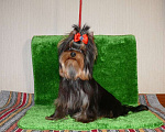 Собаки в Королеве: Мальчик йорк Мальчик, 23 000 руб. - фото 3