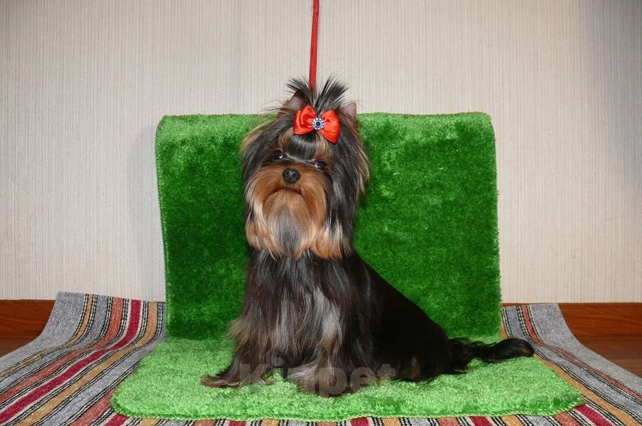 Собаки в Королеве: Мальчик йорк Мальчик, 23 000 руб. - фото 3