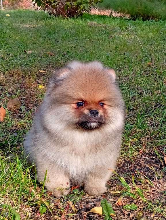 Собаки в Воронеже: Шпиц мишка Мальчик, 50 000 руб. - фото 5