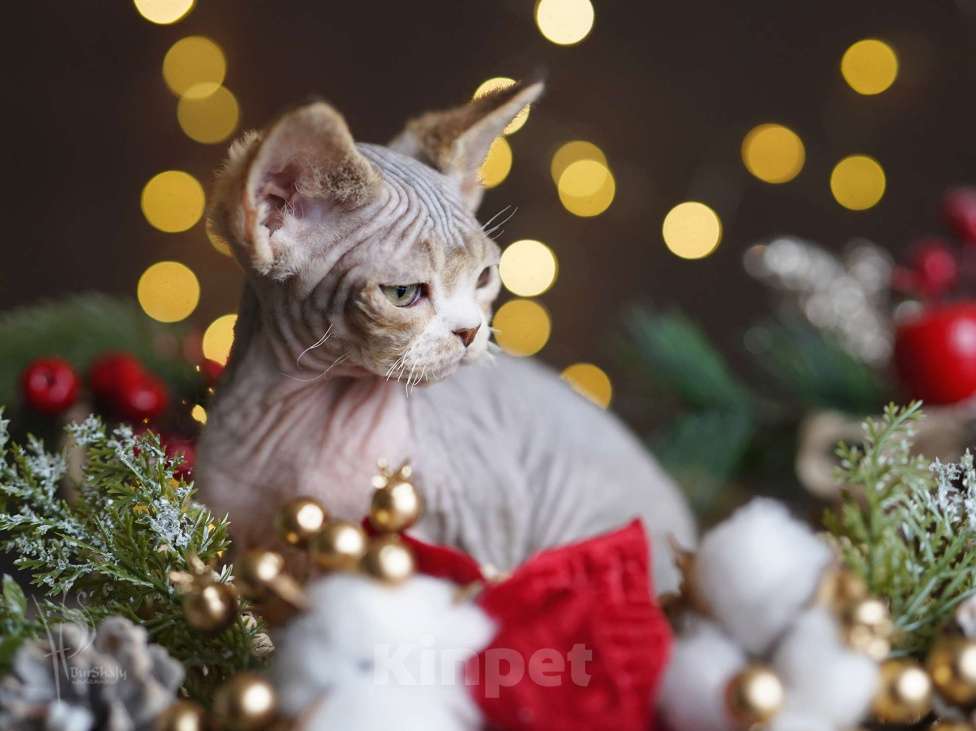 Кошки в Санкт-Петербурге: Девон-рекс девочка Девочка, Бесплатно - фото 4