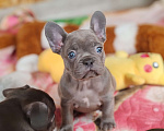 Собаки в Санкт-Петербурге: Шикарная лиловая девочка  Девочка, 80 000 руб. - фото 1