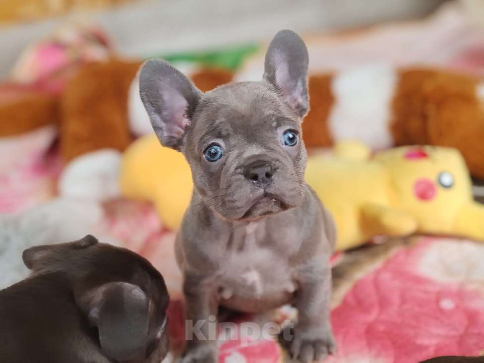 Собаки в Санкт-Петербурге: Шикарная лиловая девочка  Девочка, 80 000 руб. - фото 1