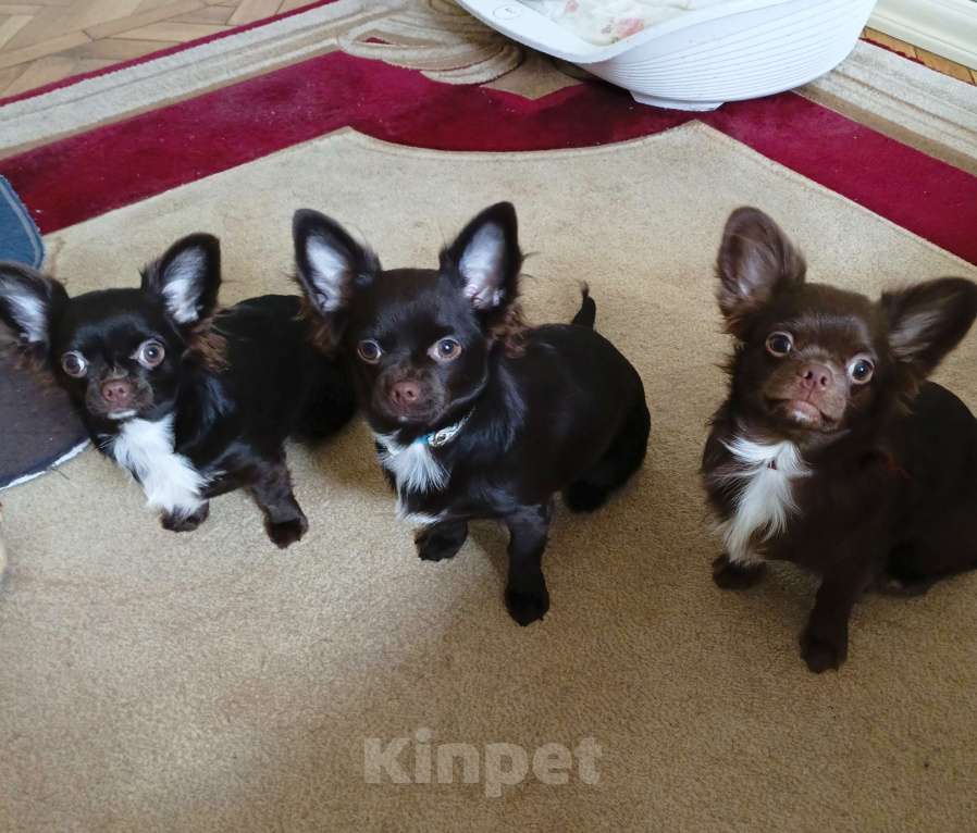 Собаки в Москве: Мальчик чихуахуа 9 мес. Окрас шоколад д/ш Мальчик, 35 000 руб. - фото 4