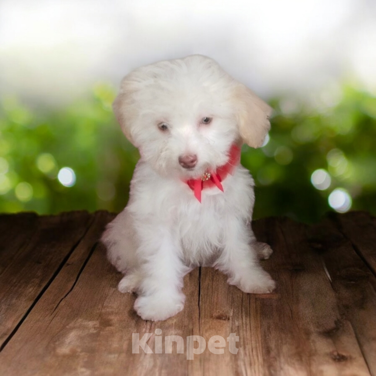 Собаки в других городах Московской области: Продаются щенки той пуделя  Девочка, 40 000 руб. - фото 1