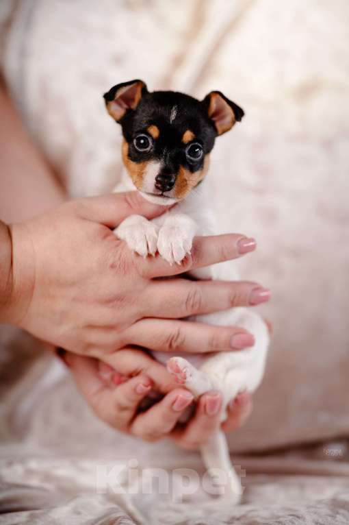 Собаки в Москве: Щенок той-фокстерьера, мальчик  Мальчик, 55 000 руб. - фото 1
