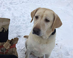 Собаки в Санкт-Петербурге: В хорошие ручки Девочка, Бесплатно - фото 1