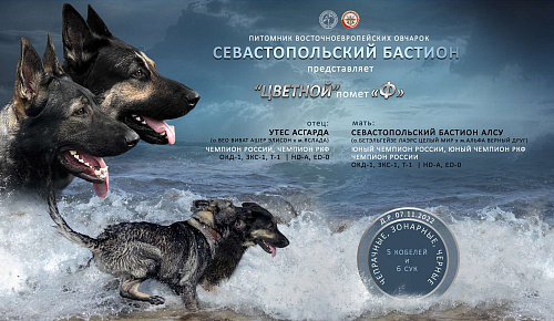 щенок восточноевропейской овчарки, документы РКФ