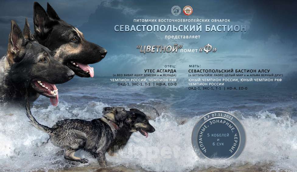 Собаки в Севастополе: щенок восточноевропейской овчарки, документы РКФ Девочка, 70 000 руб. - фото 1