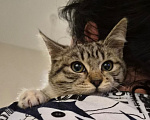 Кошки в Москве: Котёнок в добрые руки Девочка, Бесплатно - фото 1