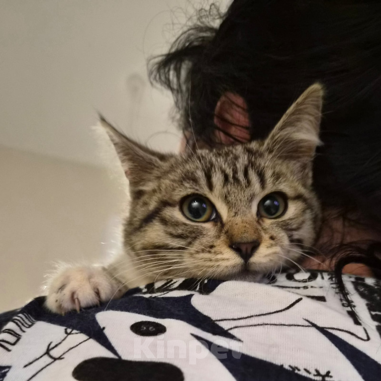 Кошки в Москве: Котёнок в добрые руки Девочка, Бесплатно - фото 1