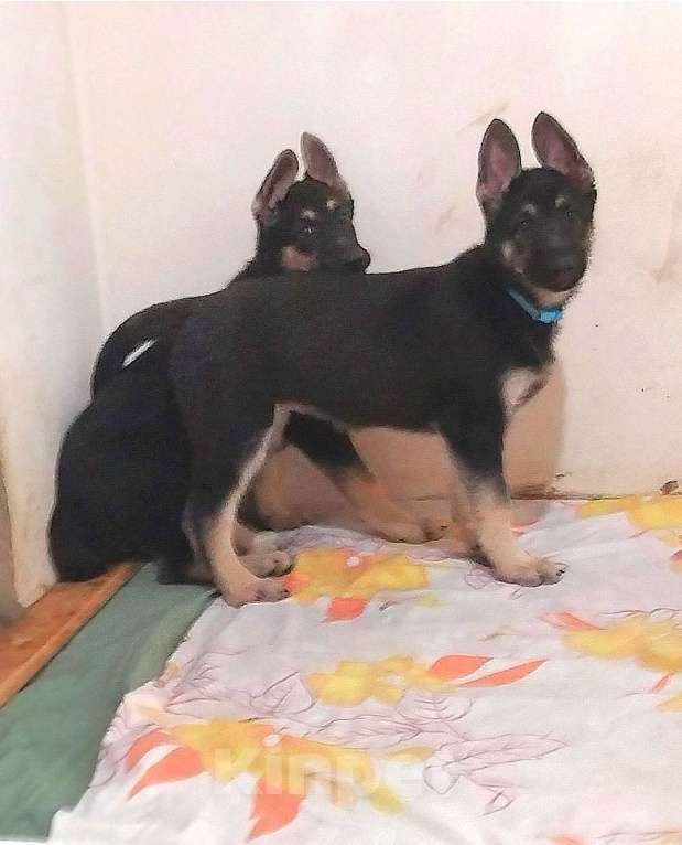 Собаки в других городах Краснодарского края: Щенки Восточноевропейской овчарки  Девочка, 60 000 руб. - фото 4