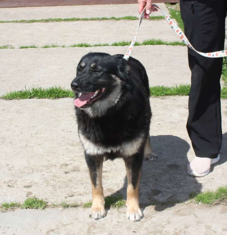Собаки в Москве: Алиса в поисках любящей семьи Девочка, 100 руб. - фото 3