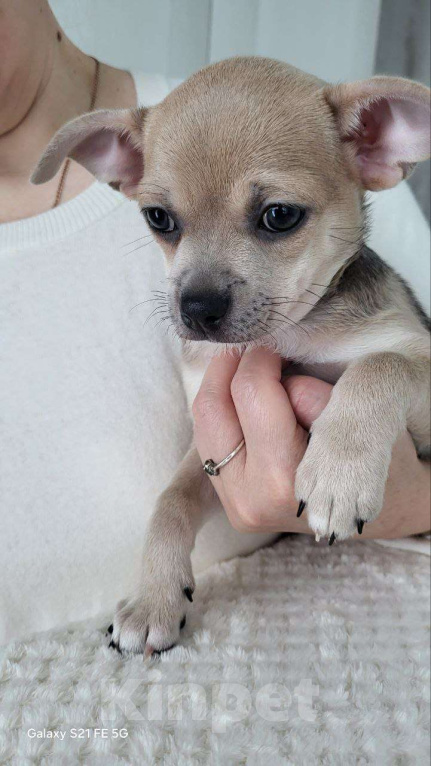 Собаки в Москве: Чихуахуа девочка крупная Девочка, 45 000 руб. - фото 5