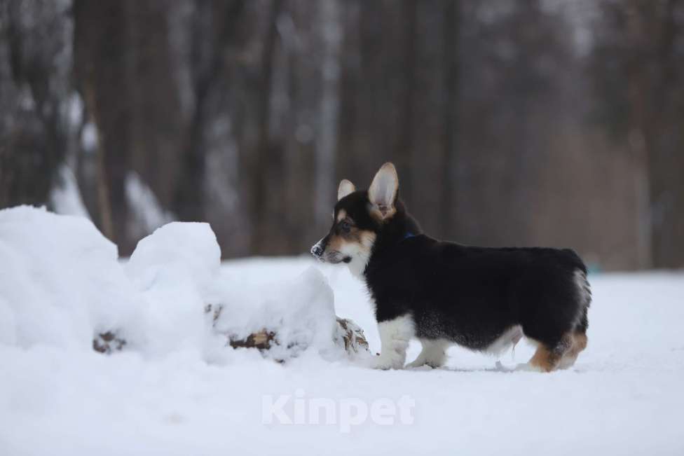 Собаки в Тюмени: Винтер Мистери Райский угодник Мальчик, 50 000 руб. - фото 2