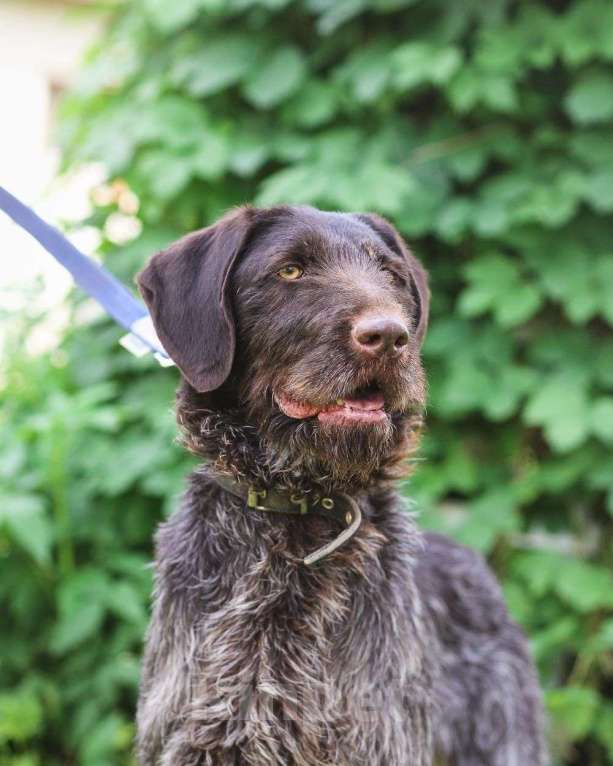 Собаки в Санкт-Петербурге: Красивая породистая собака отдается в дар Девочка, Бесплатно - фото 6