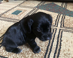 Собаки в Липецке: Щенки русского охотничьего спаниеля Мальчик, 12 000 руб. - фото 4
